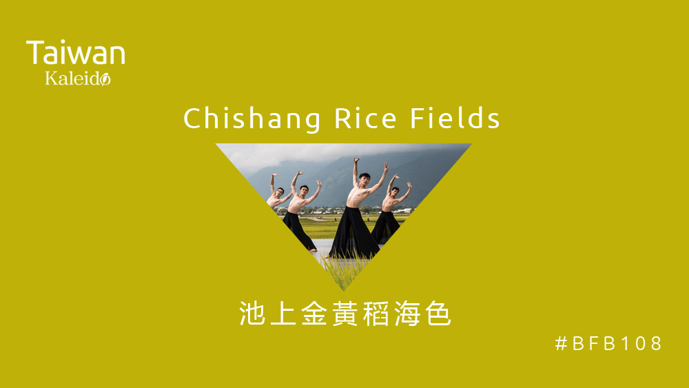 本週精選：池上金黃稻海色 Chishang Rice Fields #BFB108
